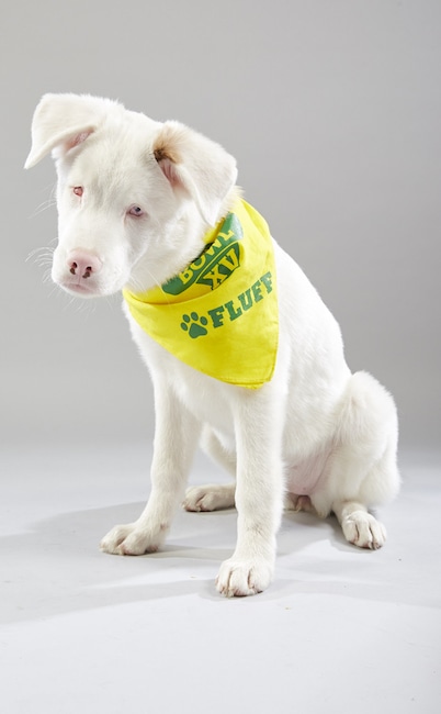 Puppy Bowl XV